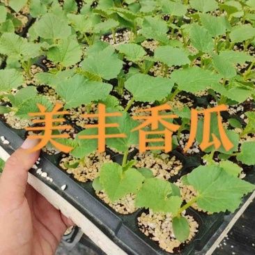 美浓香瓜苗