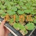 美浓香瓜苗