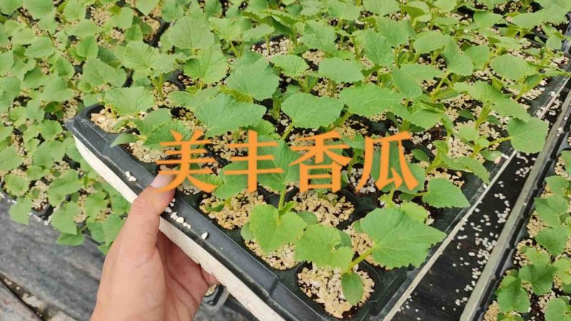 美浓香瓜苗