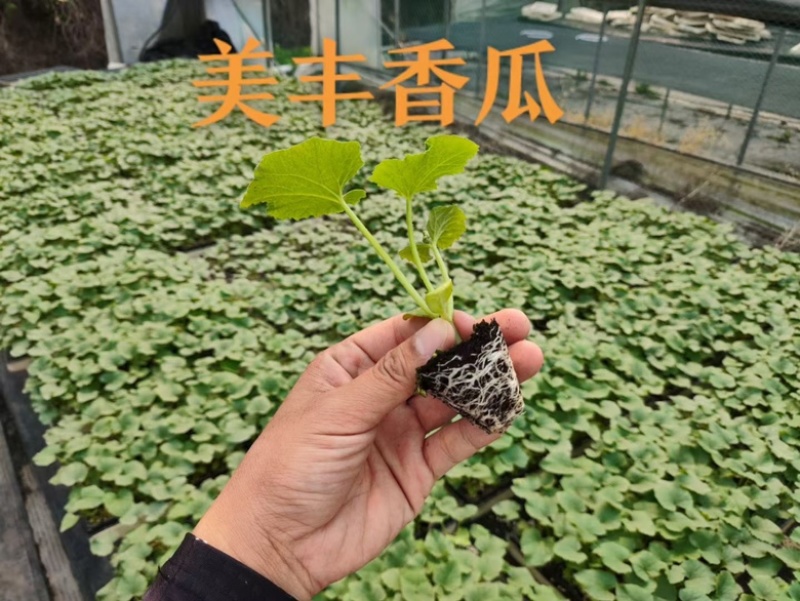 美浓香瓜苗