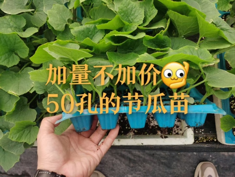 翠绿毛节瓜苗