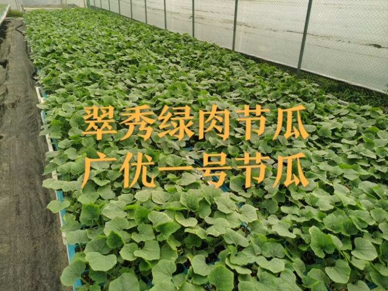 翠绿毛节瓜苗