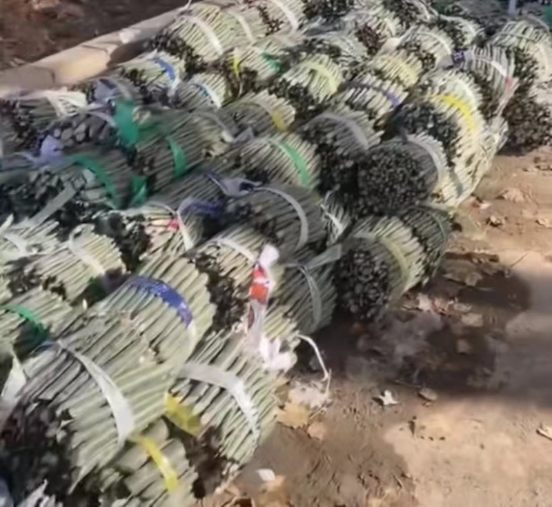 新疆杨插穗货源充足产地代办一条龙服务欢迎咨询