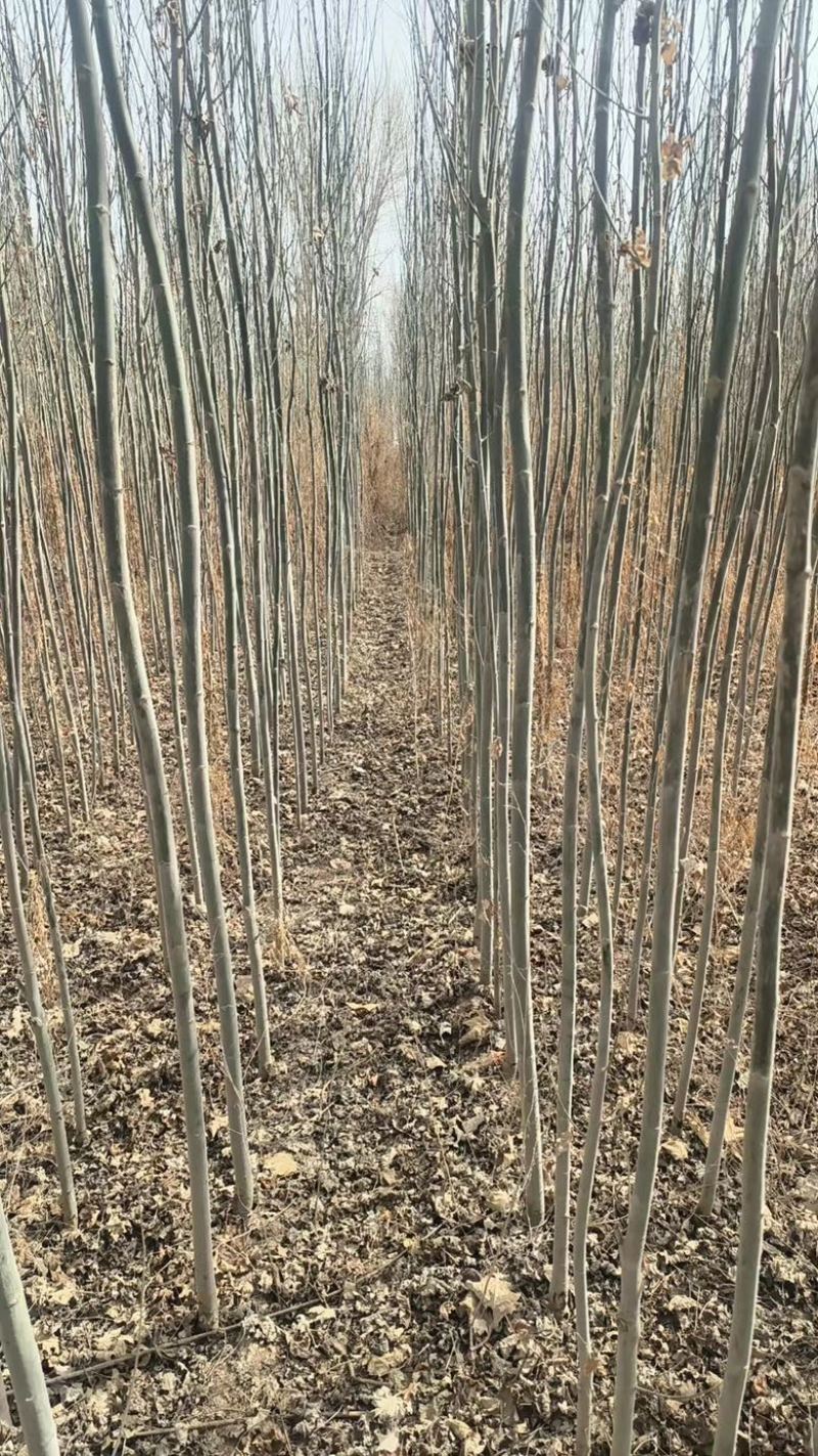 一年生新疆杨新疆杨树苗产地专业走货团队走货省心