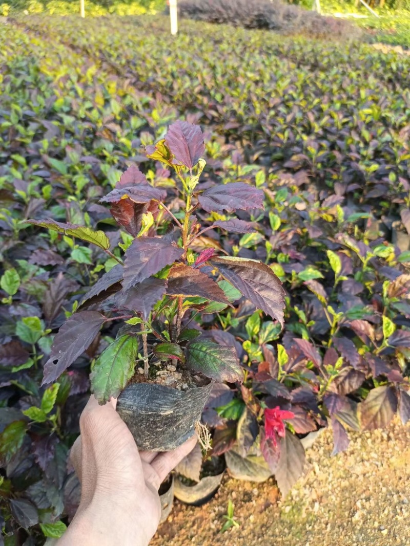 七彩大红花