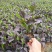 七彩大红花