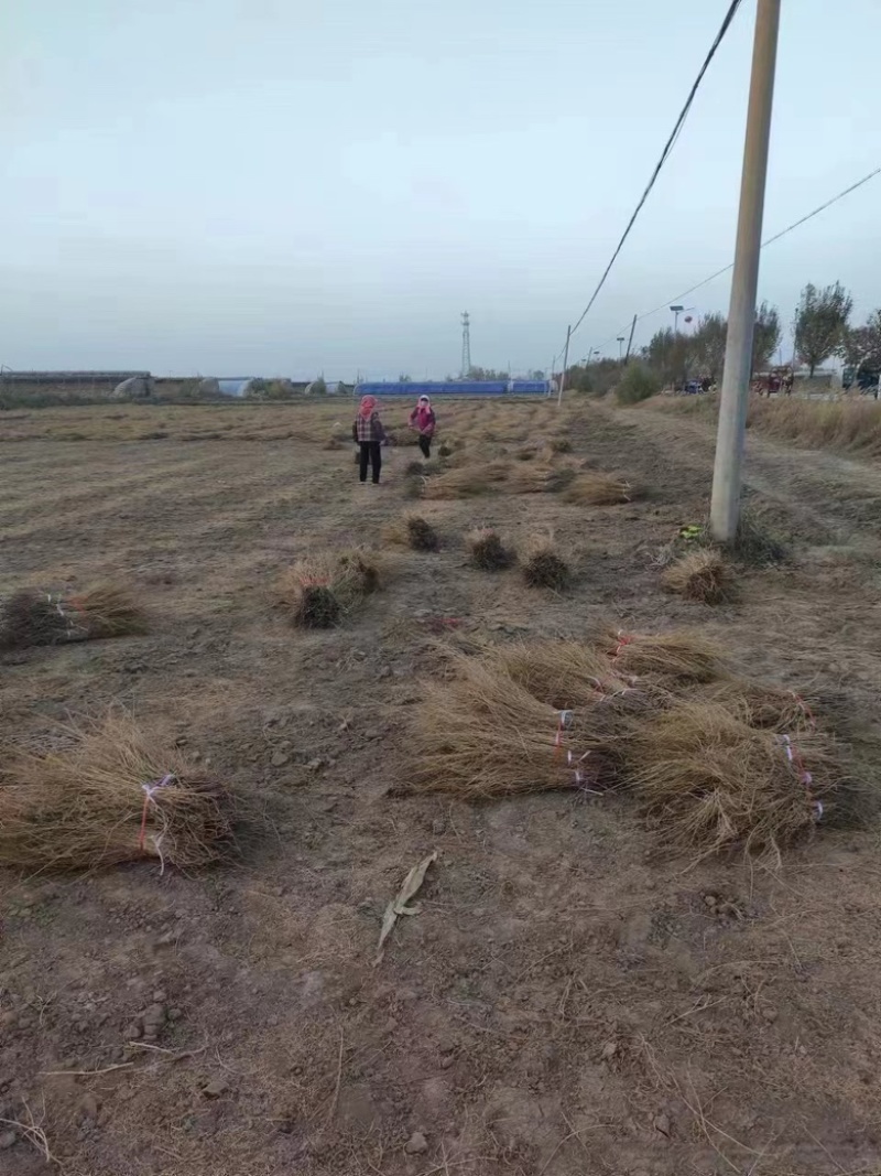 梭梭西北梭梭苗货源充足对接各级客商欢迎洽谈业务