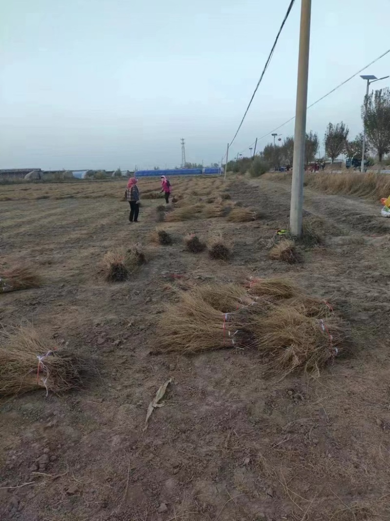 梭梭西北梭梭苗货源充足对接各级客商欢迎洽谈业务