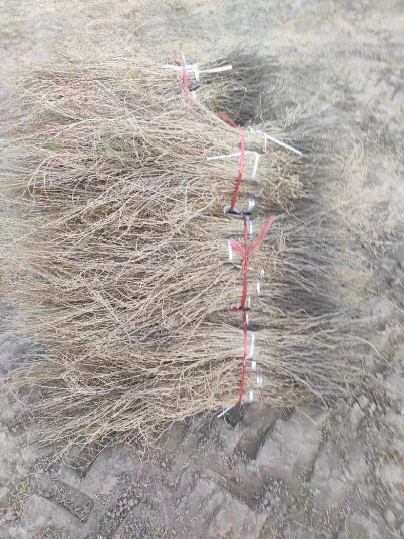 梭梭西北梭梭苗货源充足对接各级客商欢迎洽谈业务