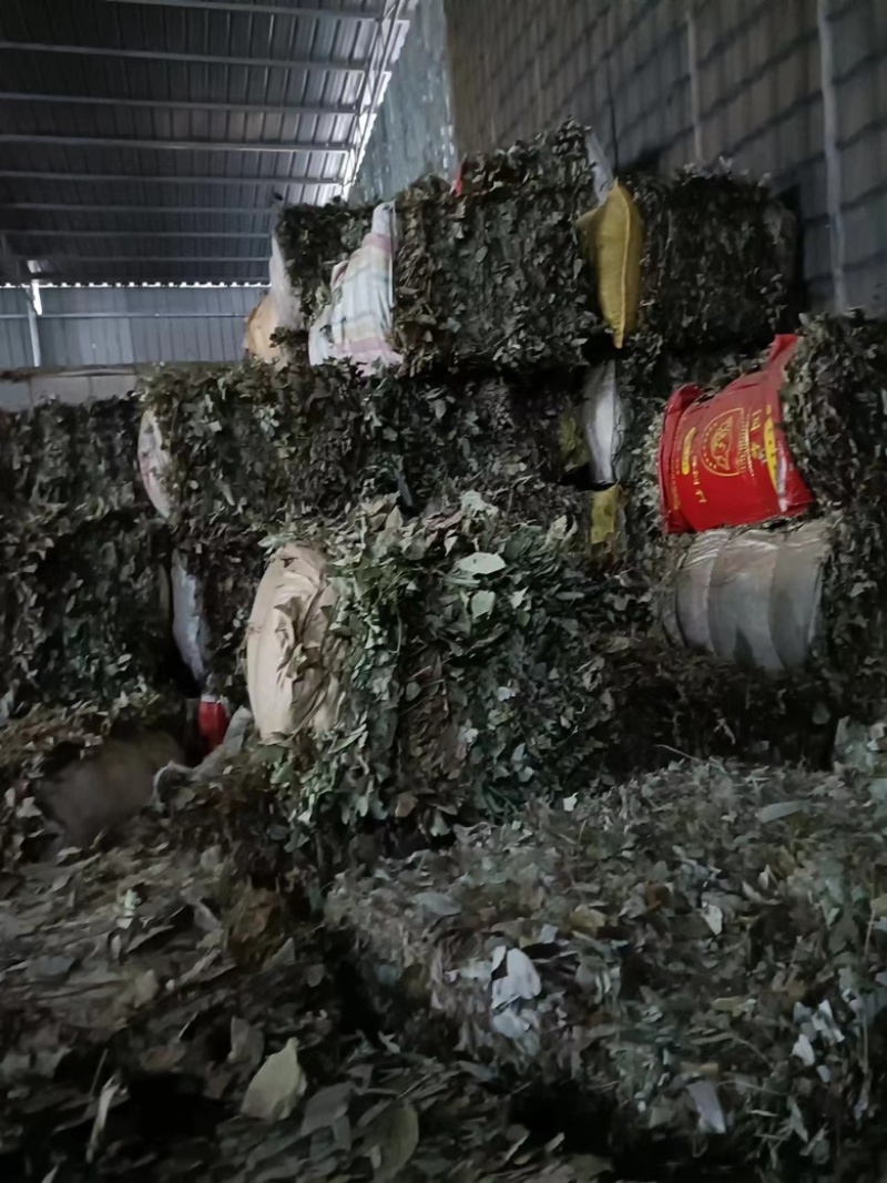 无根淫羊藿