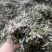 无根淫羊藿