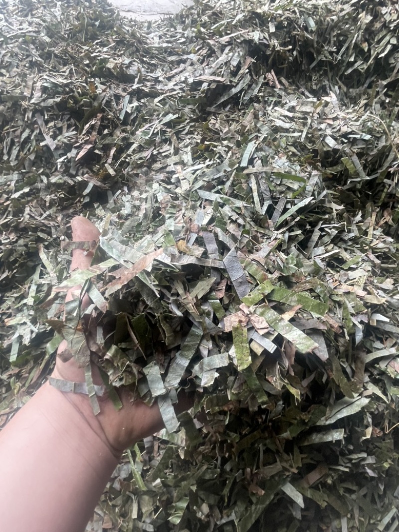 无根淫羊藿