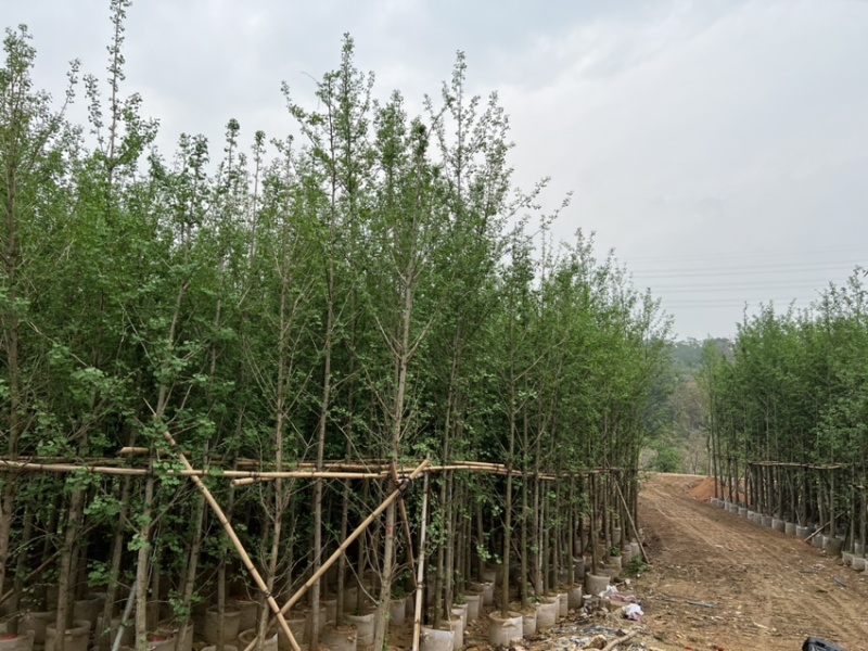 银杏树：5公分~12公分，大量现货出售，欢迎来电