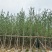 银杏树：5公分~12公分，大量现货出售，欢迎来电