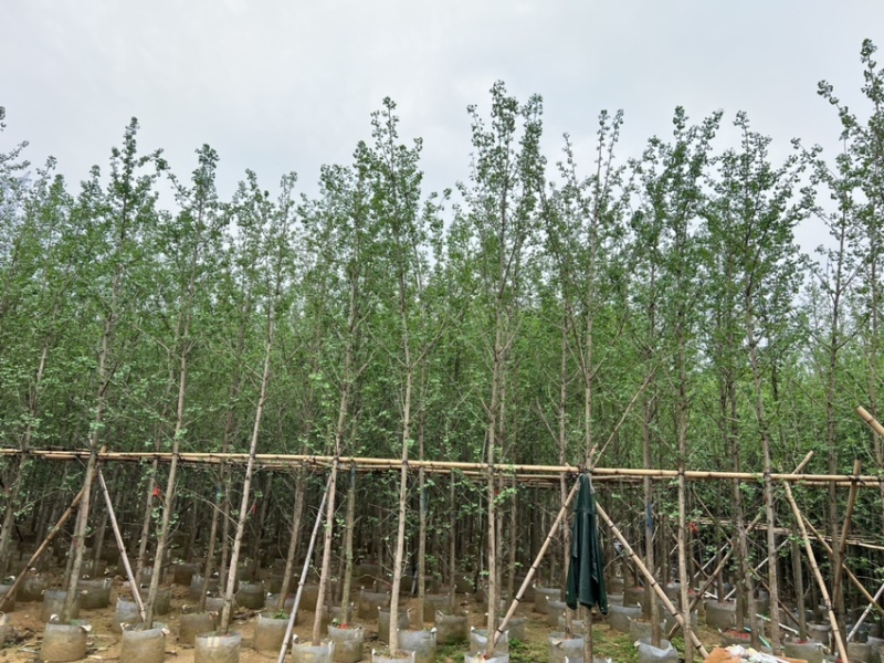 银杏树：5公分~12公分，大量现货出售，欢迎来电