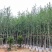 银杏树：5公分~12公分，大量现货出售，欢迎来电