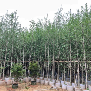 银杏树：5公分~12公分，大量现货出售，欢迎来电