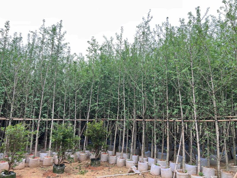 银杏树：5公分~12公分，大量现货出售，欢迎来电