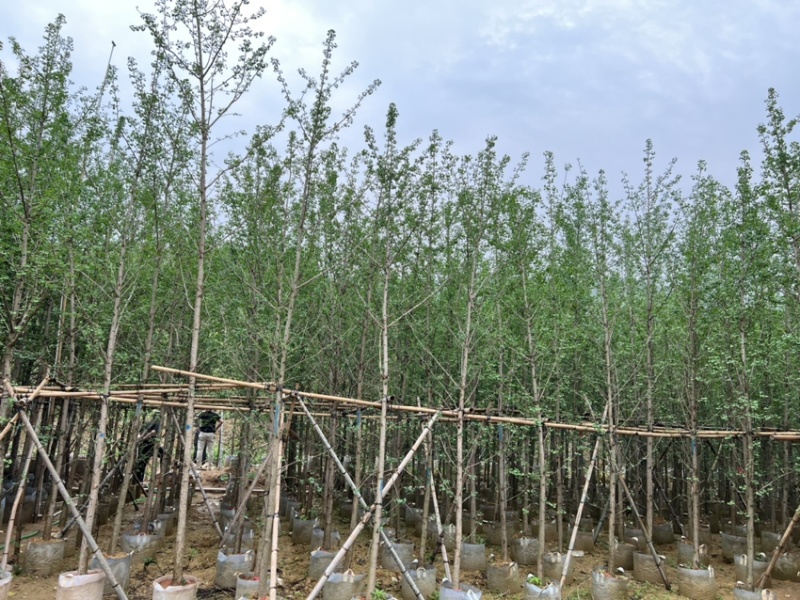 银杏树：5公分~12公分，大量现货出售，欢迎来电