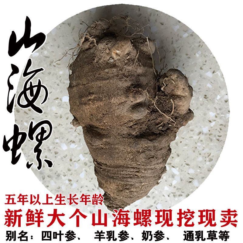 【野生山海螺】大别山无硫四叶参羊乳参奶参通乳草包邮