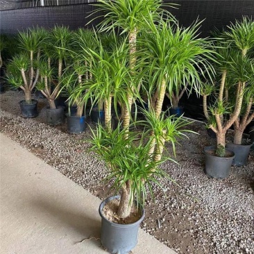 龙血树多头龙血树客厅大型绿植大盆净化空气吸甲醛盆栽老桩易