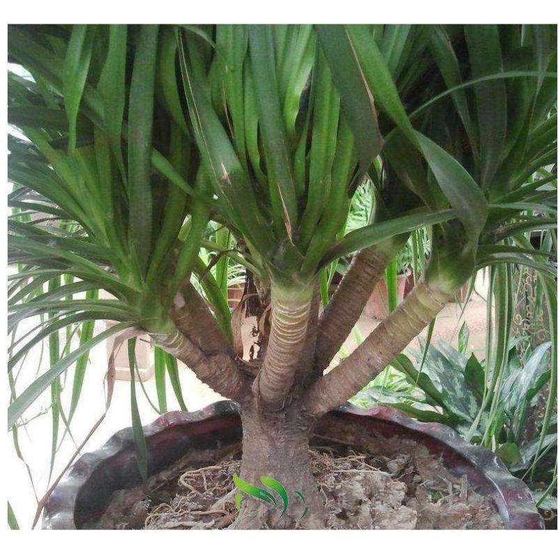 龙血树多头龙血树客厅大型绿植大盆净化空气吸甲醛盆栽老桩易