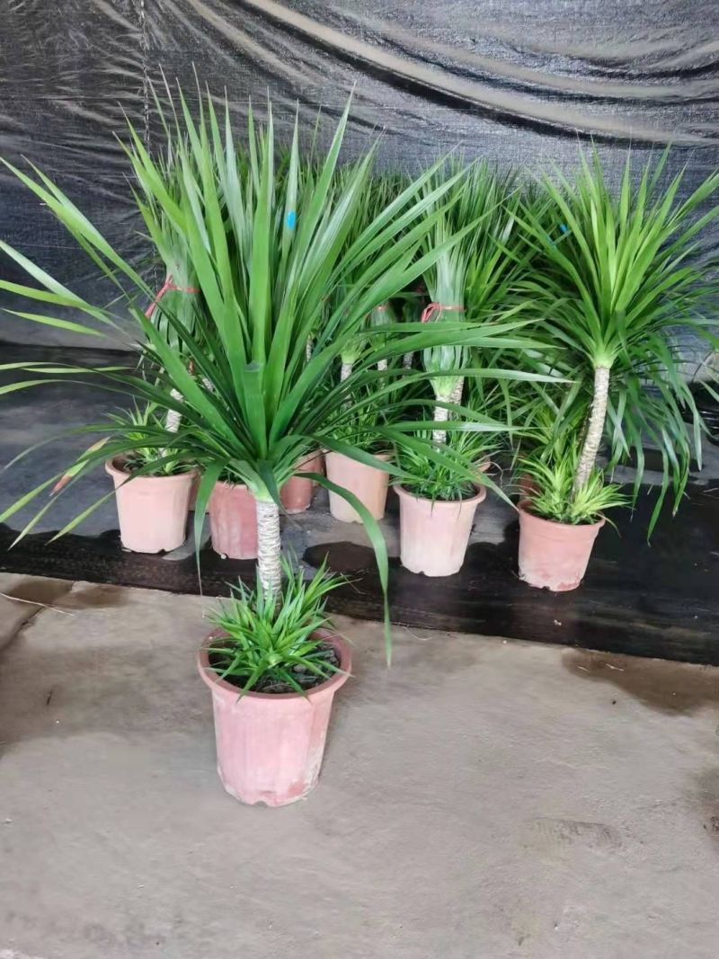 龙血树多头龙血树客厅大型绿植大盆净化空气吸甲醛盆栽老桩易