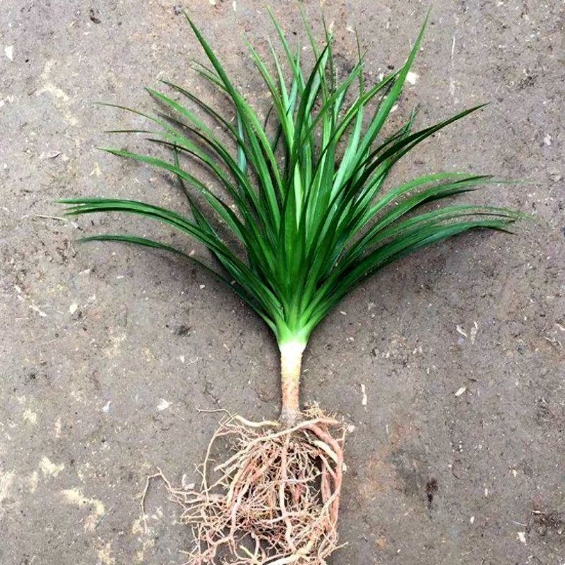 龙血树多头龙血树客厅大型绿植大盆净化空气吸甲醛盆栽老桩易
