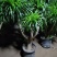 龙血树多头龙血树客厅大型绿植大盆净化空气吸甲醛盆栽老桩易