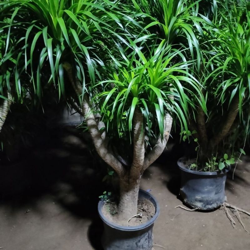 龙血树多头龙血树客厅大型绿植大盆净化空气吸甲醛盆栽老桩易