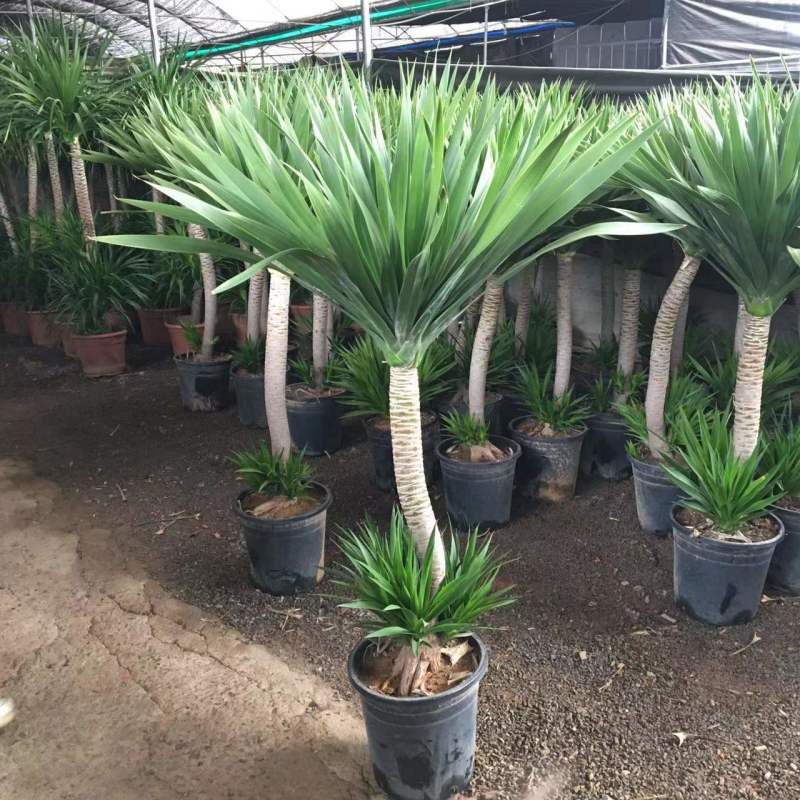 龙血树多头龙血树客厅大型绿植大盆净化空气吸甲醛盆栽老桩易