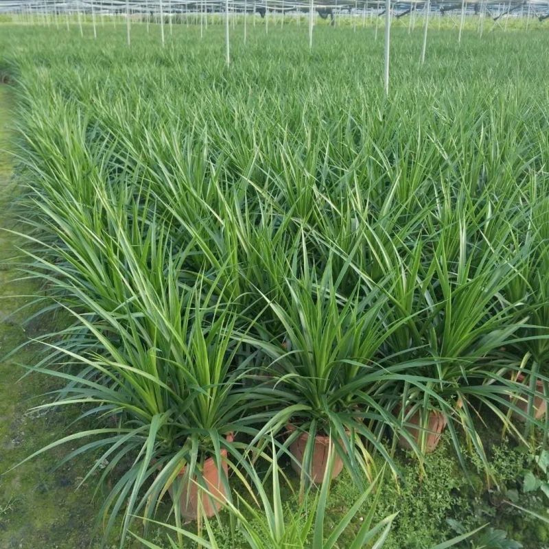 龙血树多头龙血树客厅大型绿植大盆净化空气吸甲醛盆栽老桩易