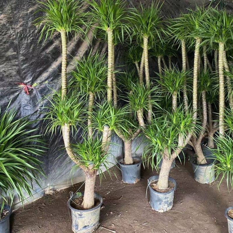 龙血树多头龙血树客厅大型绿植大盆净化空气吸甲醛盆栽老桩易