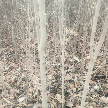 白榆树各种规格供应产区按需找货一条龙服务