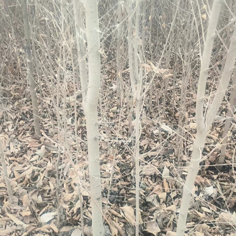 白榆树各种规格供应产区按需找货一条龙服务