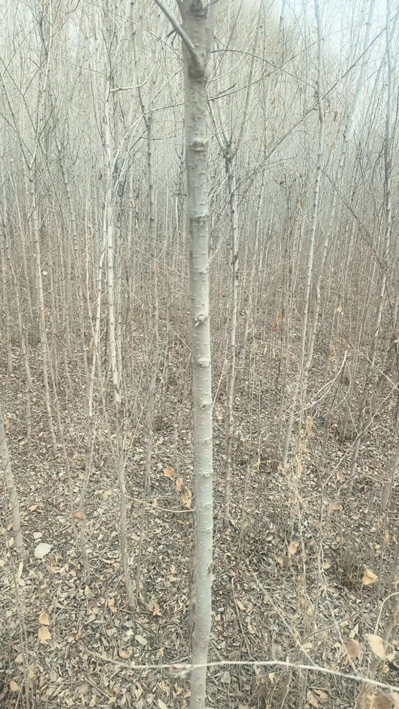 白榆树各种规格供应产区按需找货一条龙服务