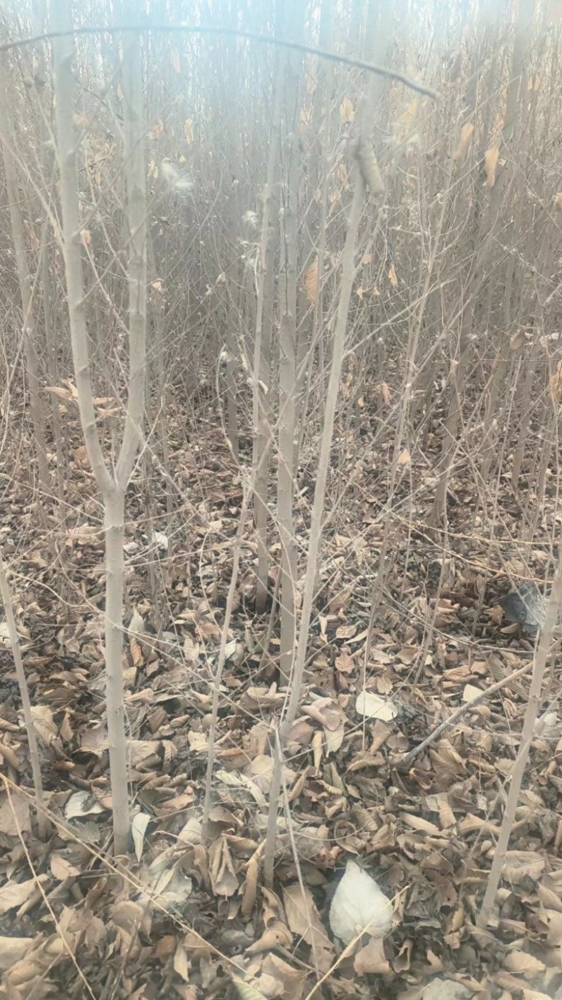 白榆树各种规格供应产区按需找货一条龙服务