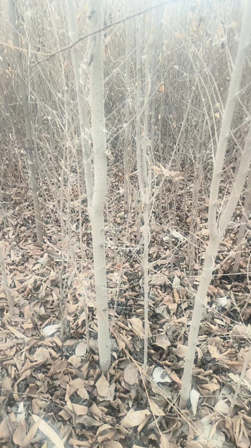 白榆树各种规格供应产区按需找货一条龙服务