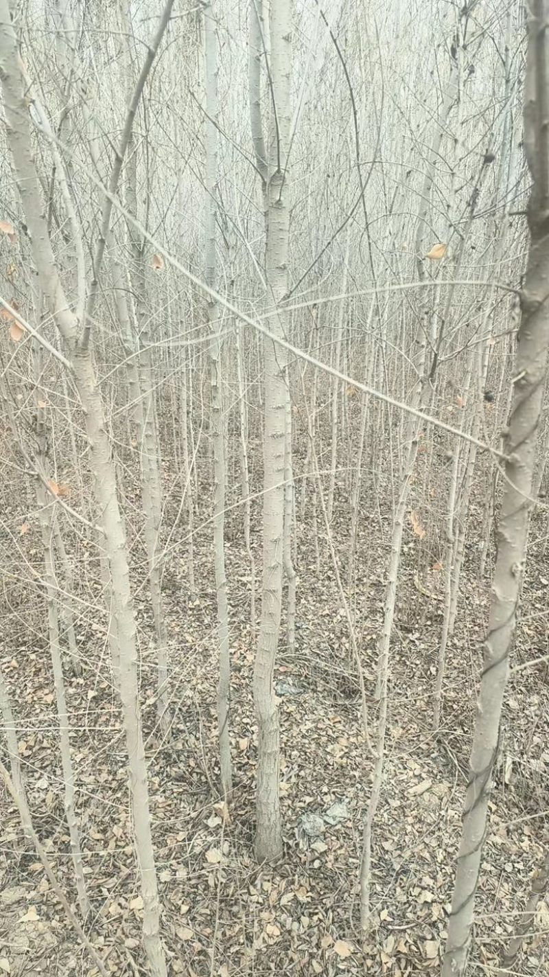 白榆树各种规格供应产区按需找货一条龙服务