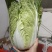 定州黄心玲珑黄012白菜