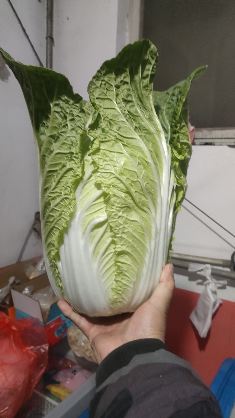 定州黄心玲珑黄012白菜
