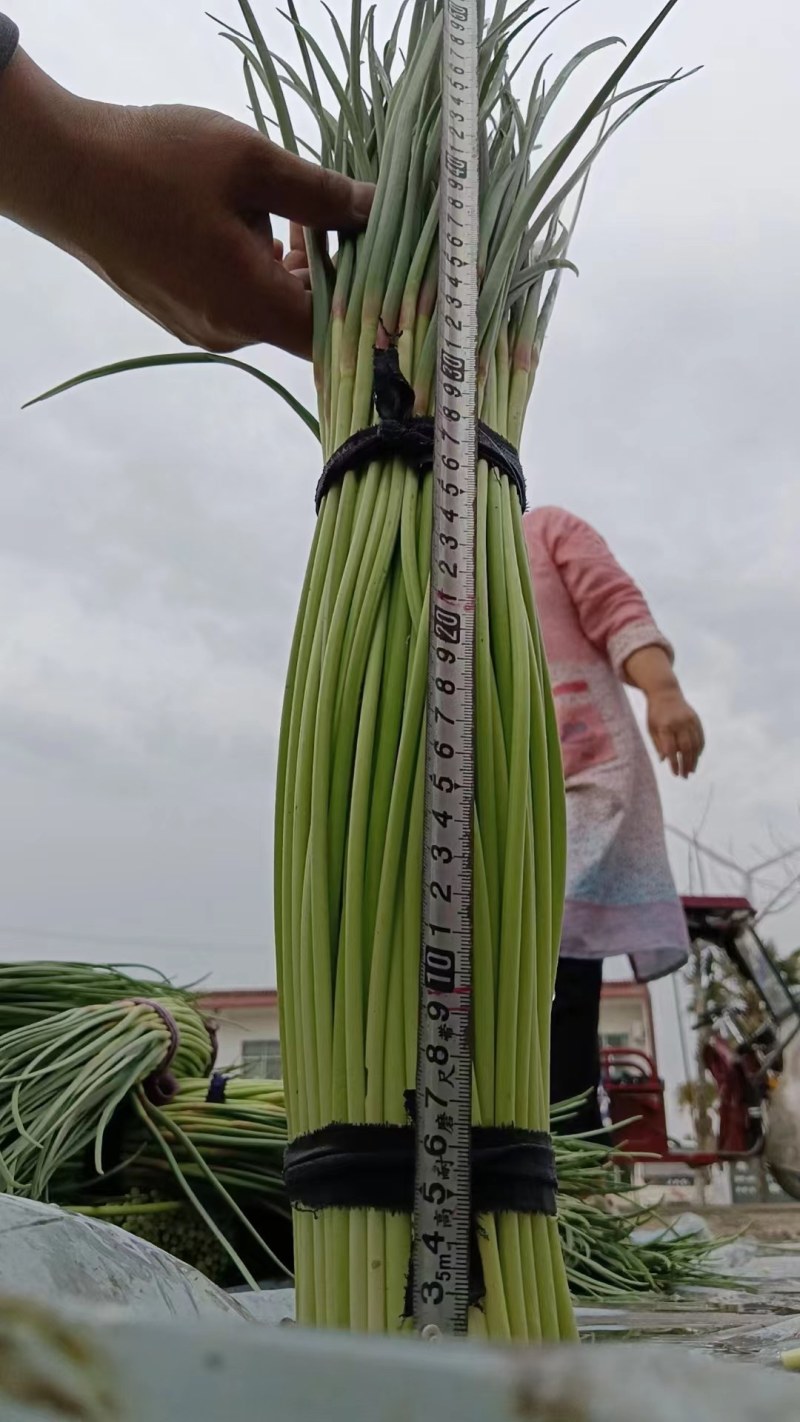 优质蒜苔大量上市，质量好，价格低，货源充足，代发全国