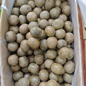 广西大个厚肉罗汉果