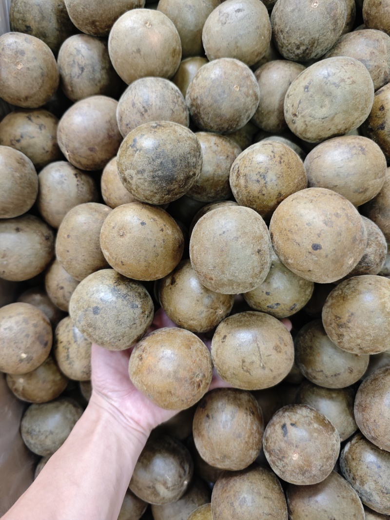 广西大个厚肉罗汉果