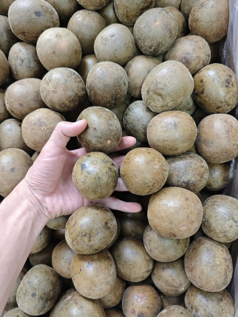 广西大个厚肉罗汉果