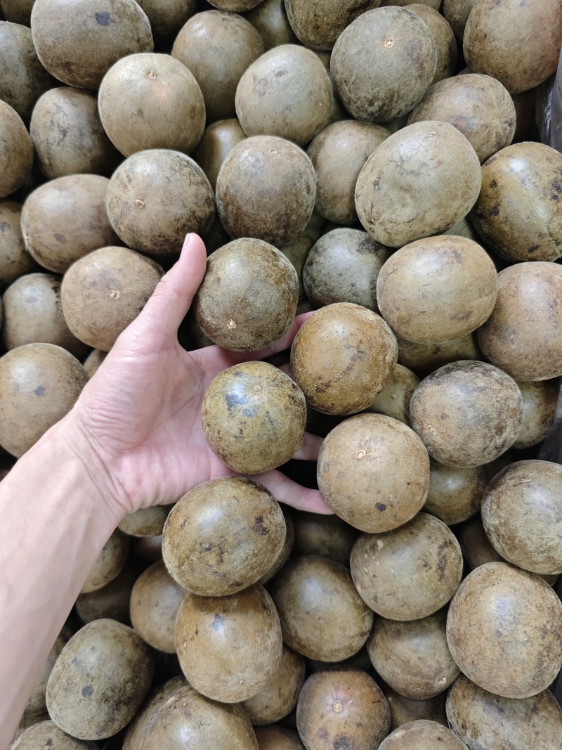 广西大个厚肉罗汉果