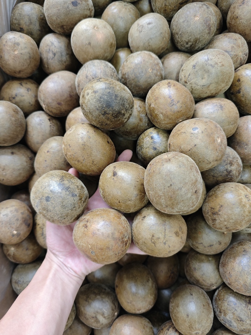 广西大个厚肉罗汉果