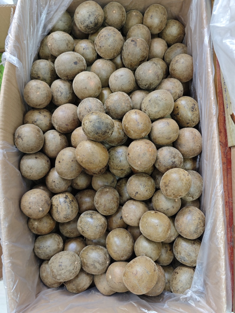 广西大个厚肉罗汉果
