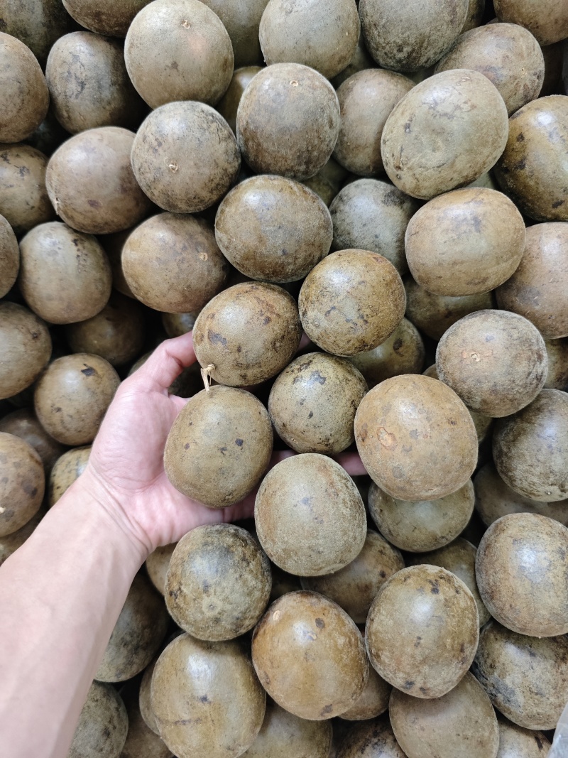 广西大个厚肉罗汉果
