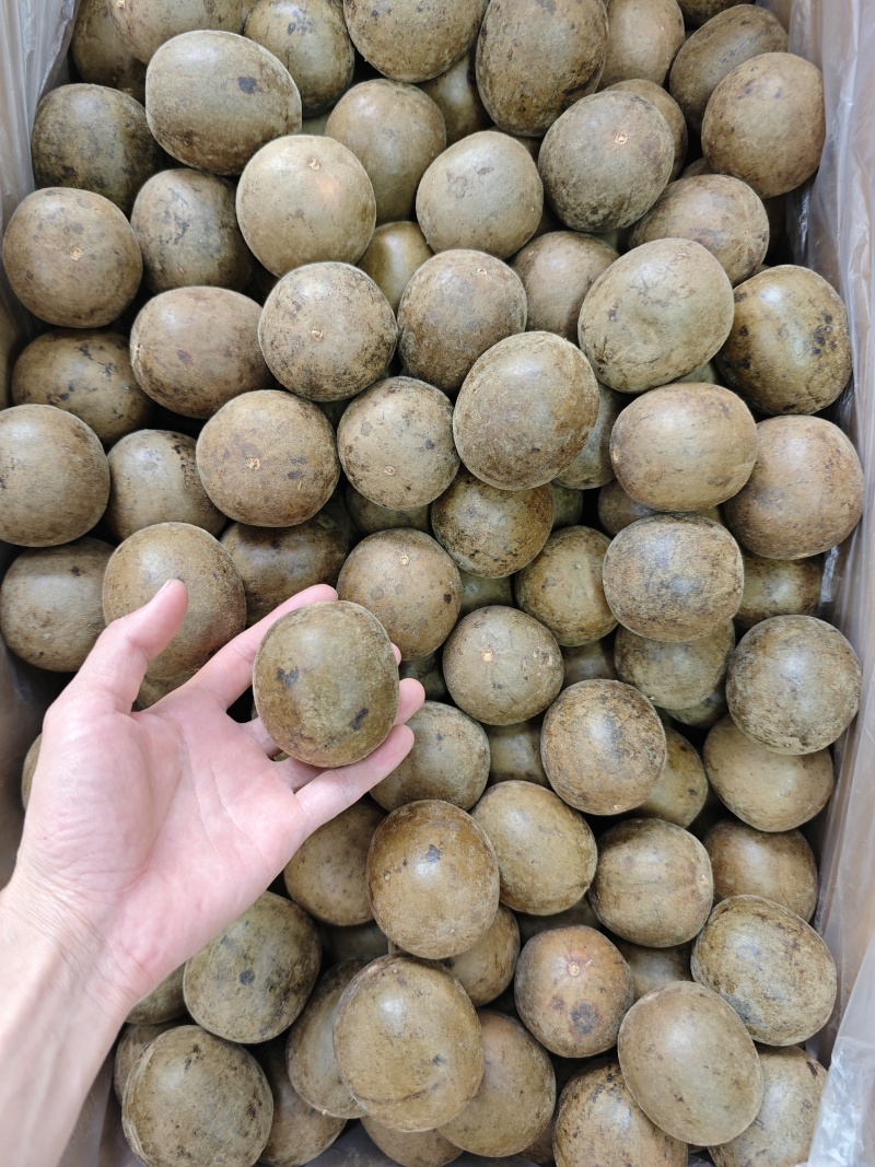 广西大个厚肉罗汉果
